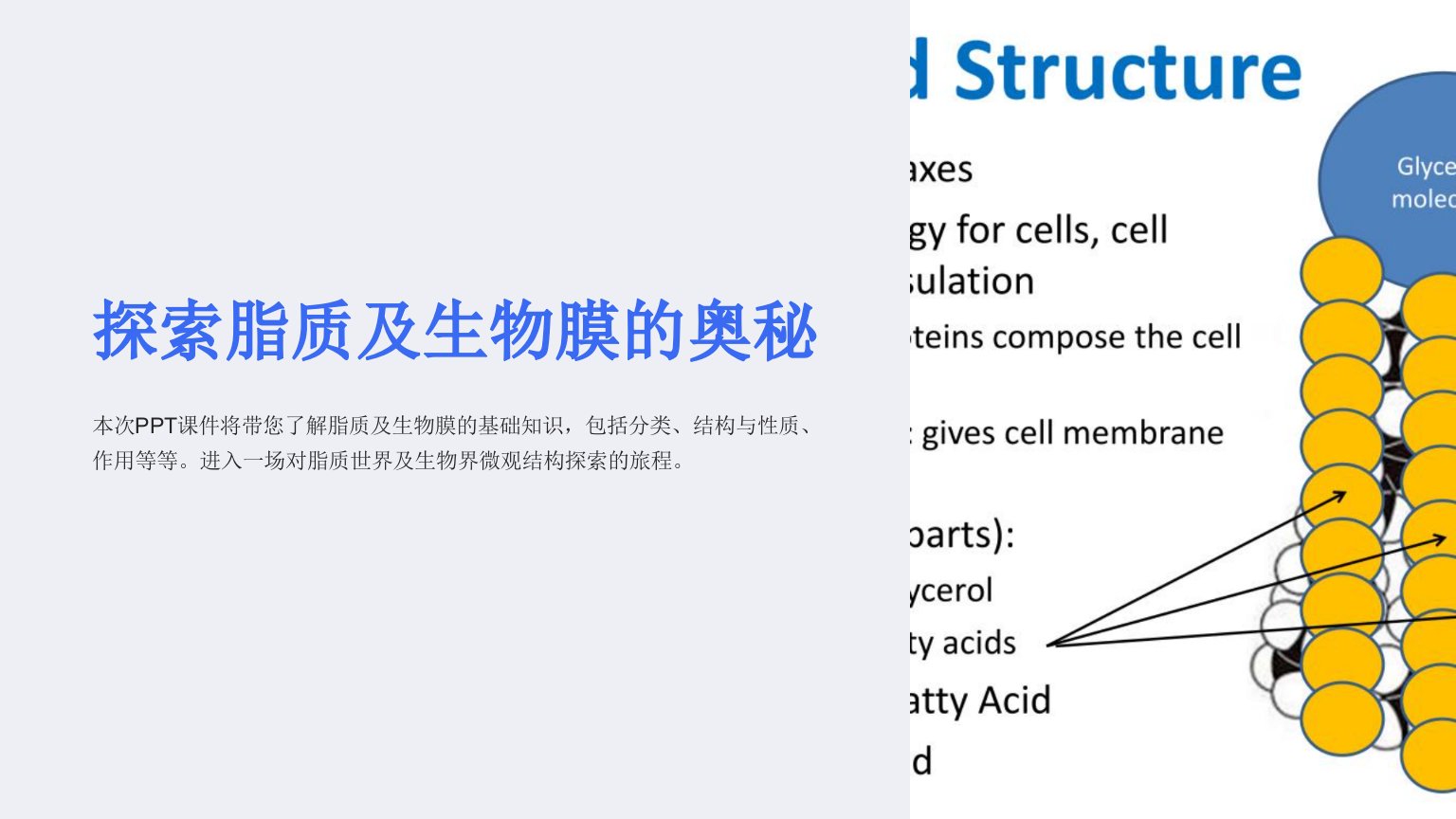 《脂类及生物膜》课件