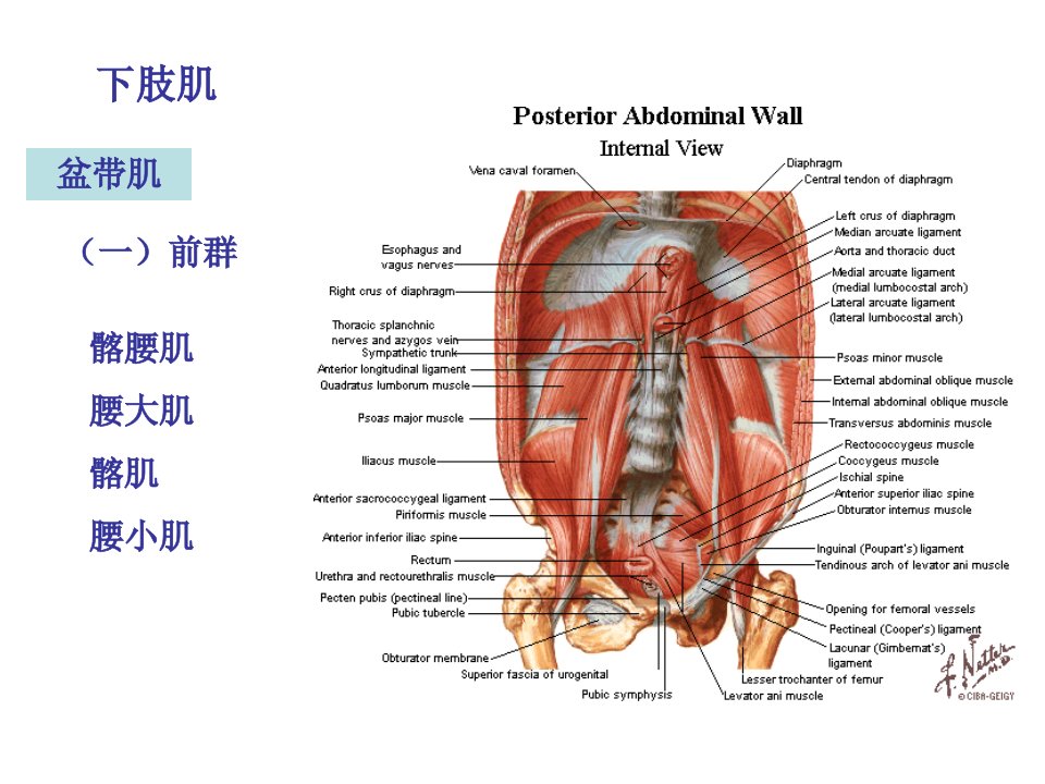 《运动解剖学》下肢肌ppt课件