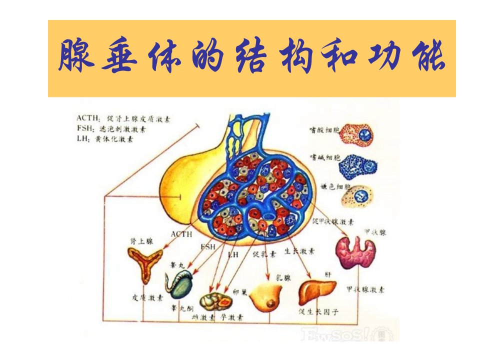 腺垂体的结构和功能课件