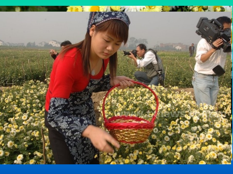 大班科学神奇中草药