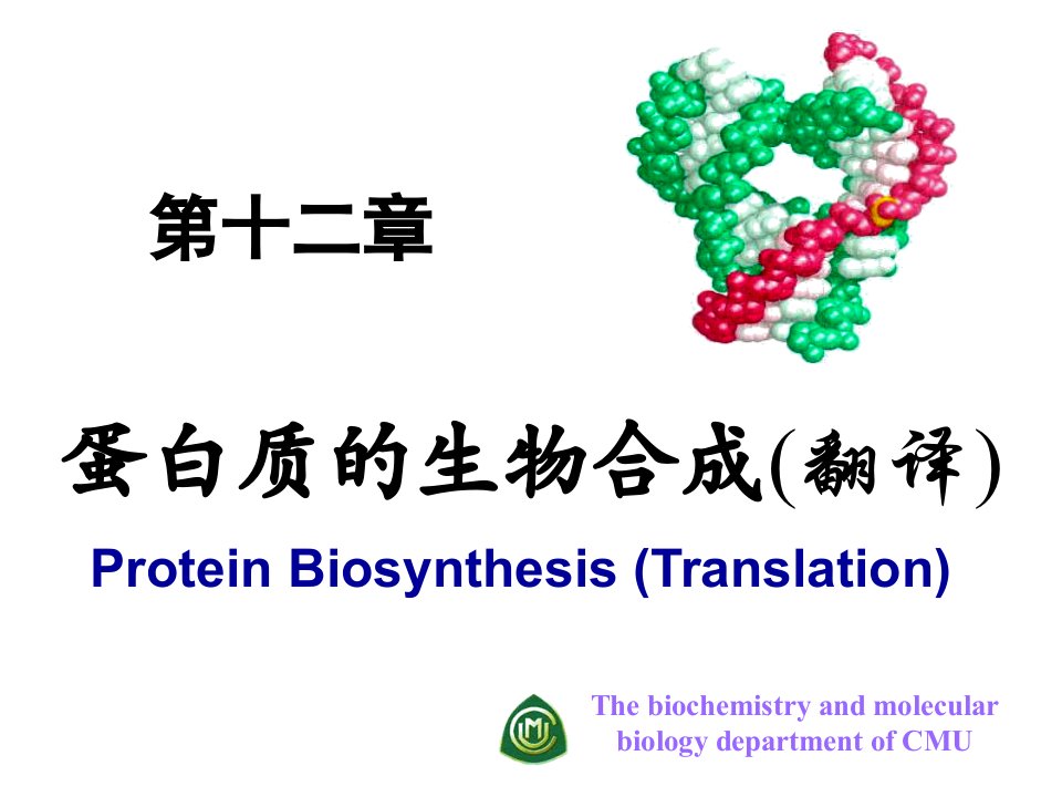 蛋白质的生物合成翻译课件