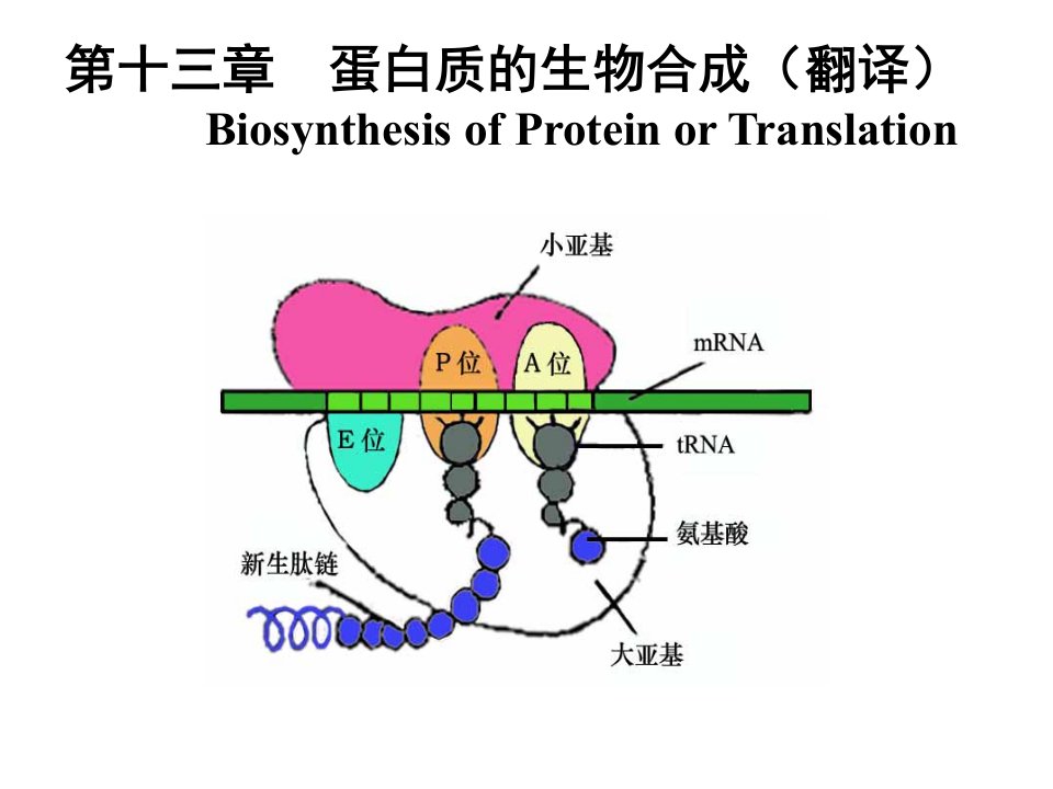 生物化学蛋白质的生物合成