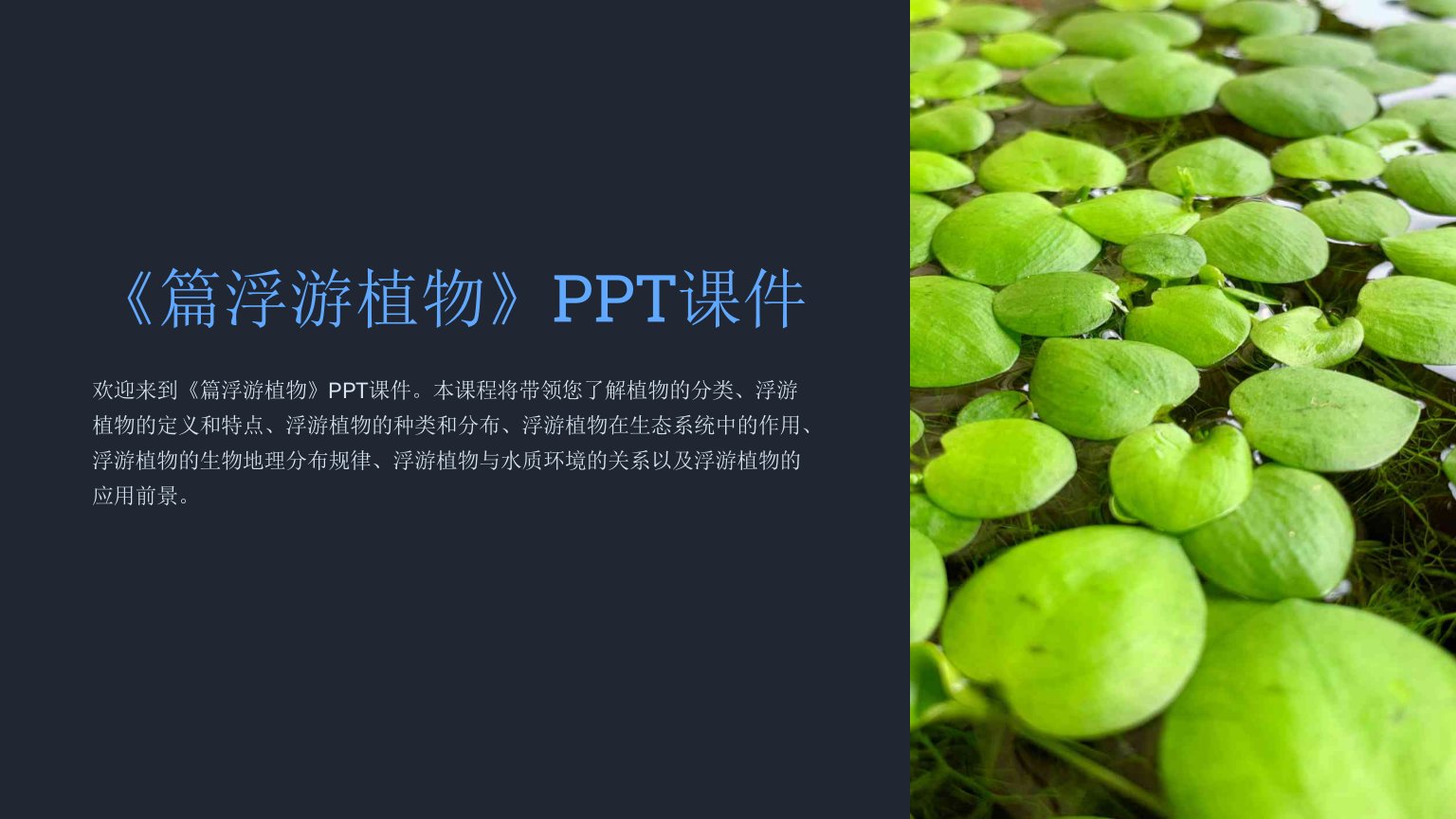 《篇浮游植物》课件