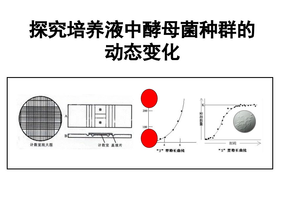 酵母菌种群数量变化个