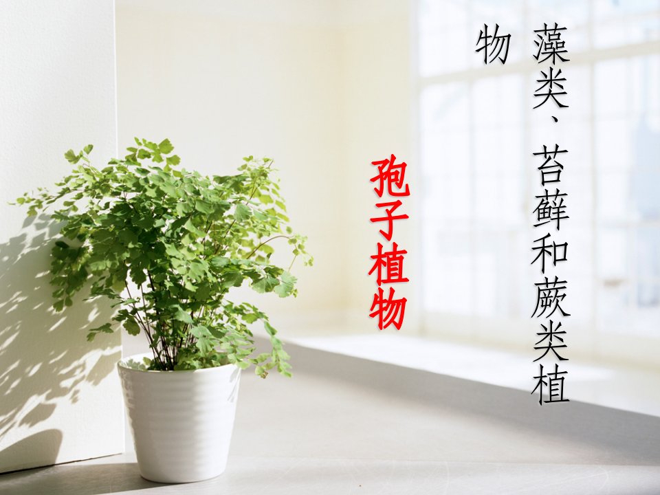 藻类苔藓和蕨类植物PPT课件