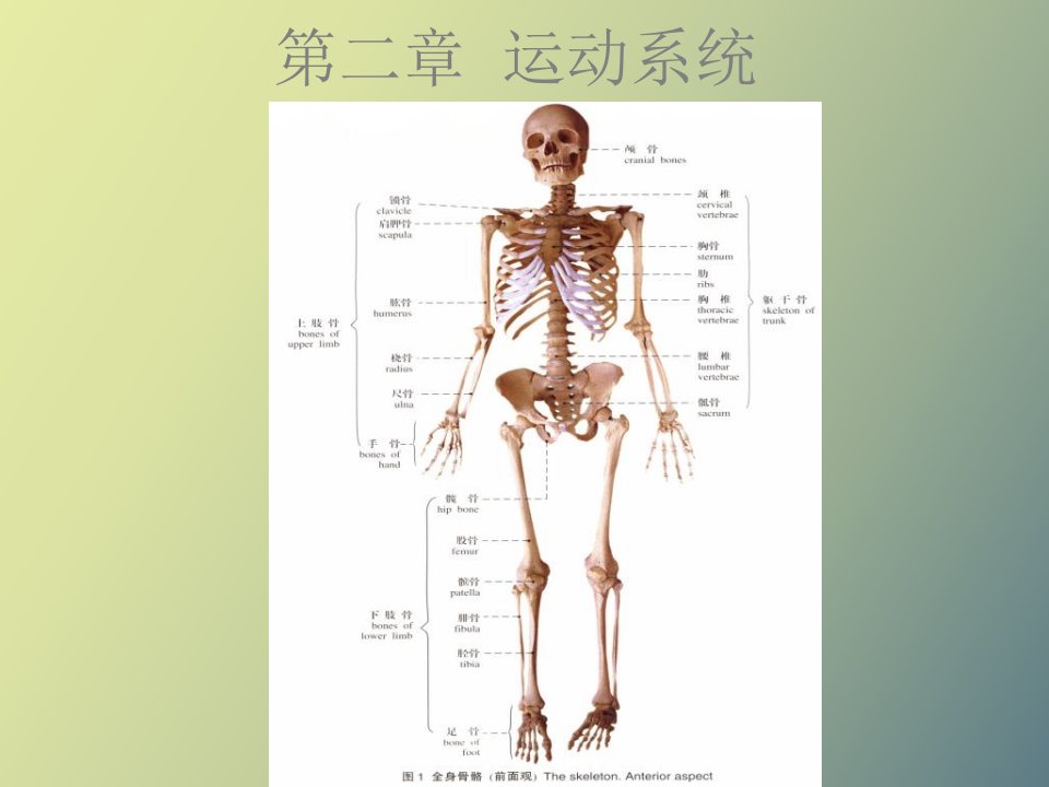 人体解剖学第二章运动系统