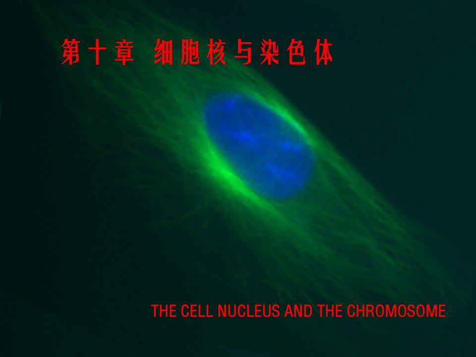 细胞生物学100细胞核与染色体