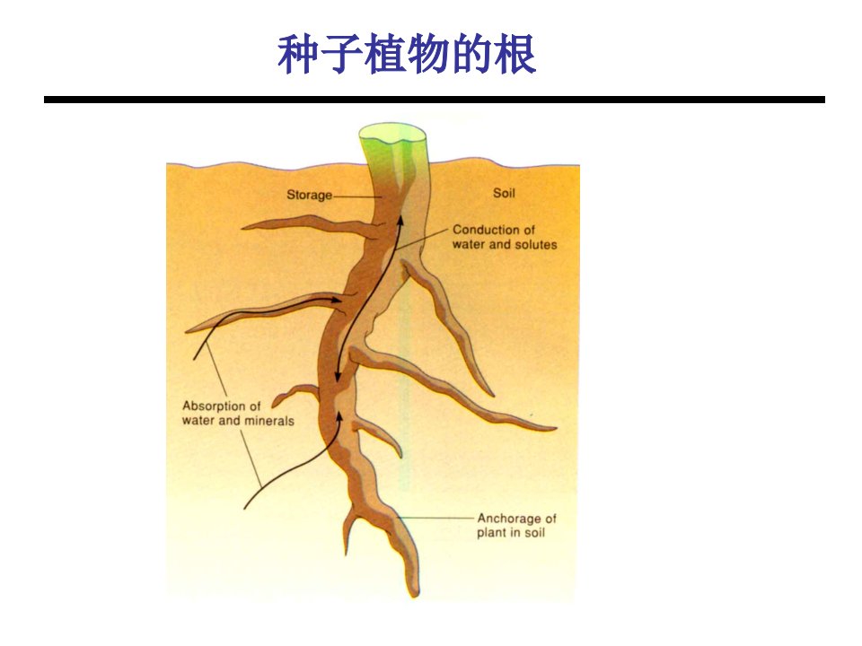 双子叶植物根初生结构