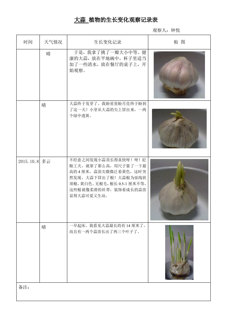 大蒜-植物的生长变化观察记录表