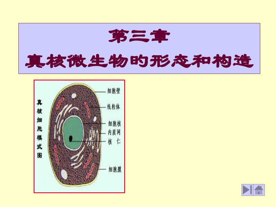 基础微生物学11、酵母菌省名师优质课赛课获奖课件市赛课一等奖课件