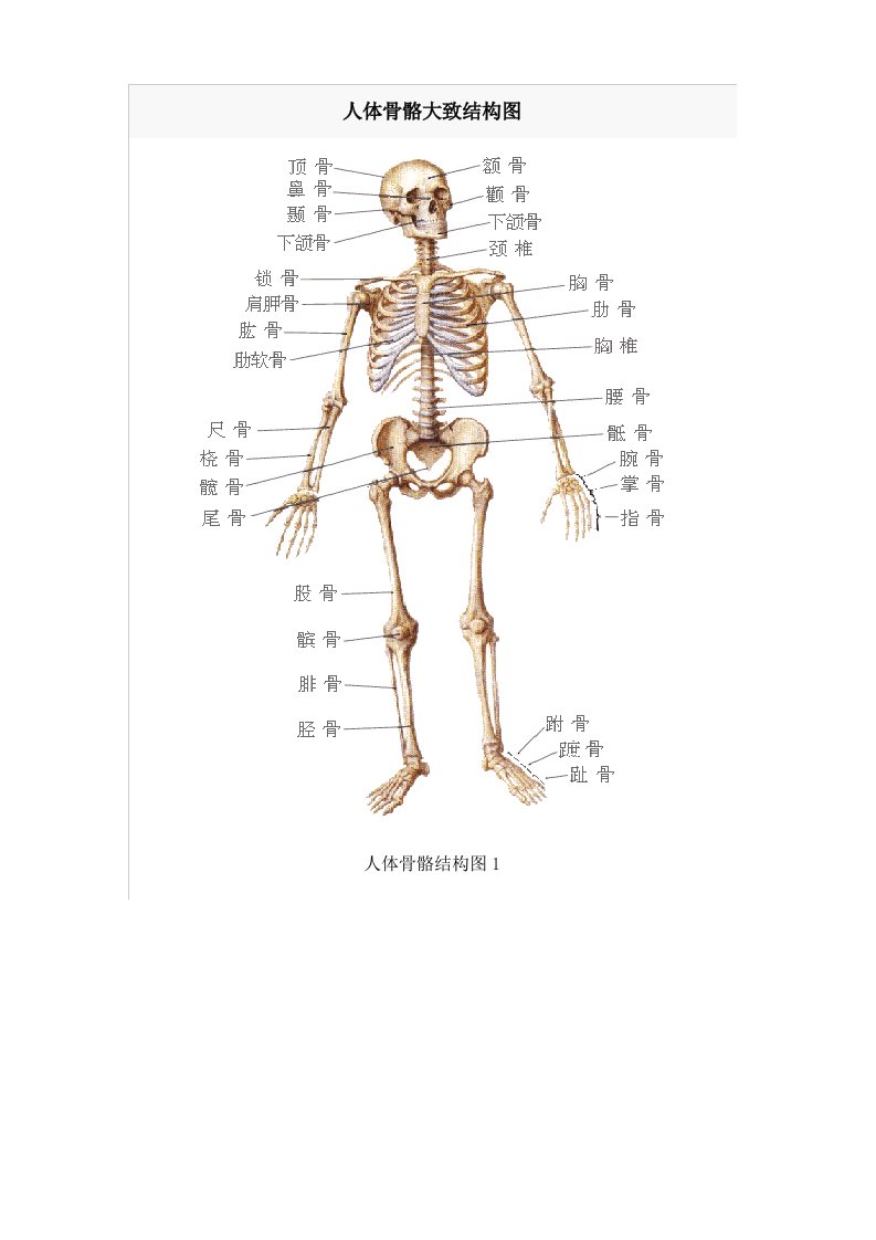 人体骨骼大致结构图