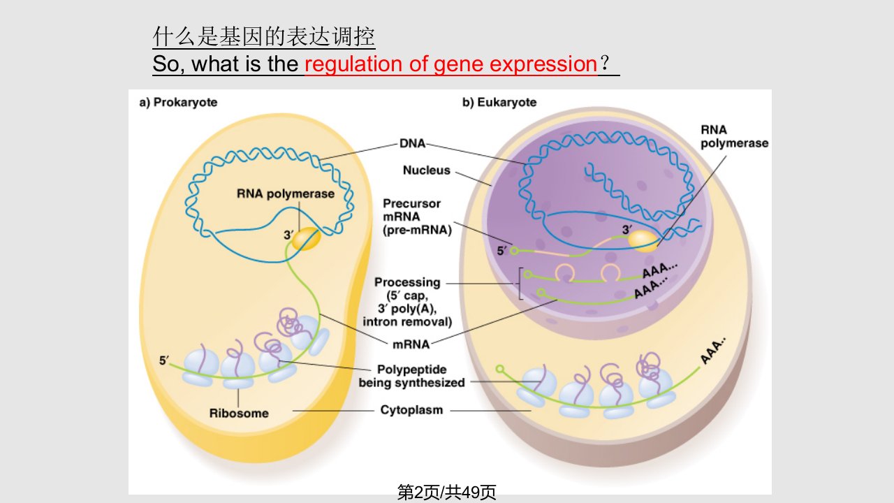 普通生物学基因的表达调控