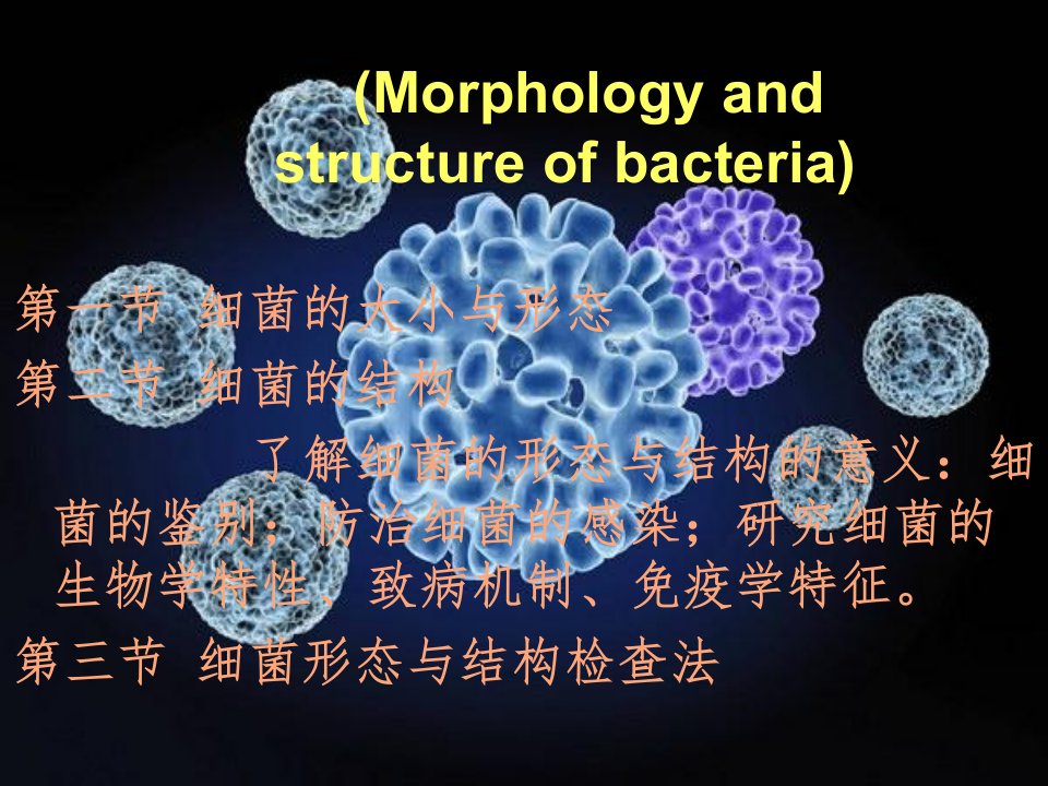 10--细菌形态与结构