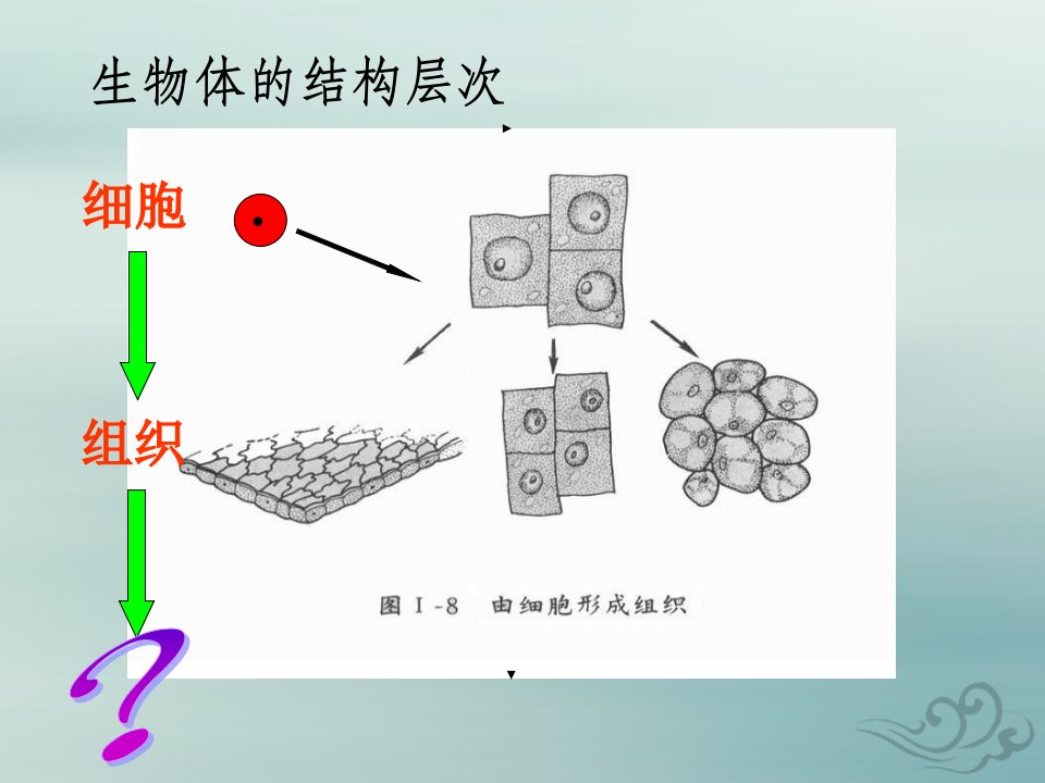 七年级生物上册