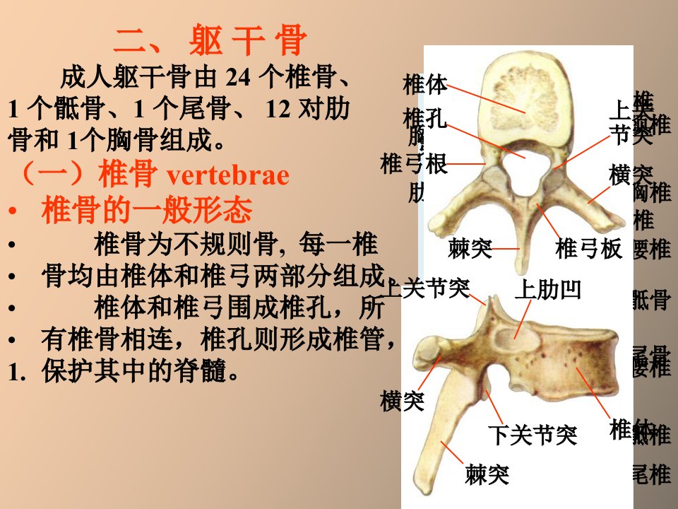 运动系统实验