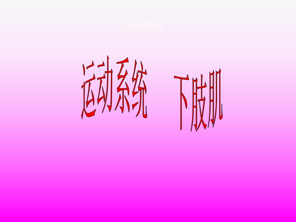 人体解剖-骨骼肌-下肢肌