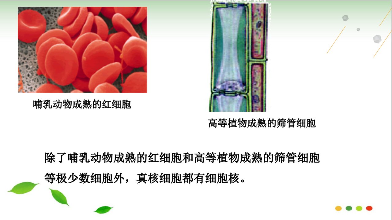 细胞核系统的控制中心ppt课件