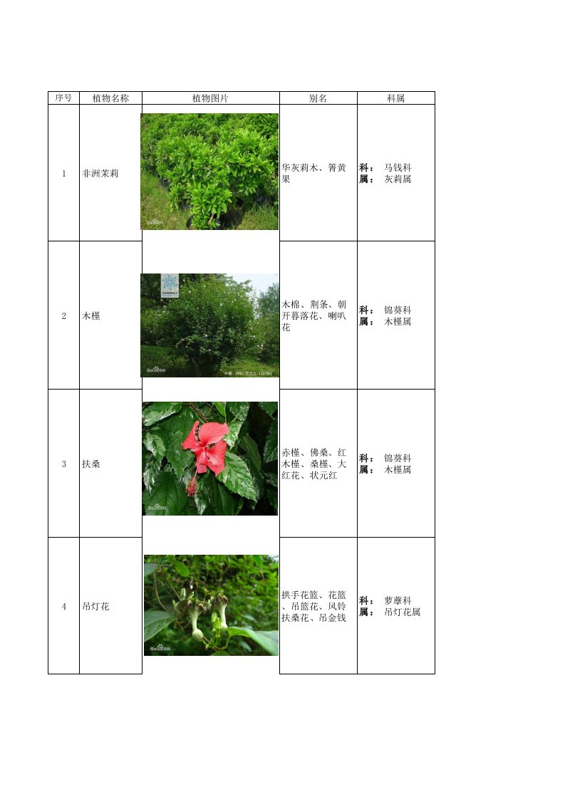 常见园林植物——观花灌木