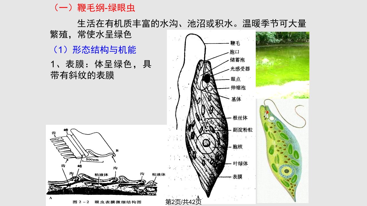 普通动物学原生动物门上课