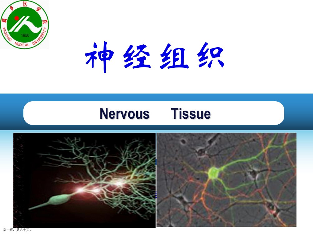 组织学与胚胎学第7章神经组织