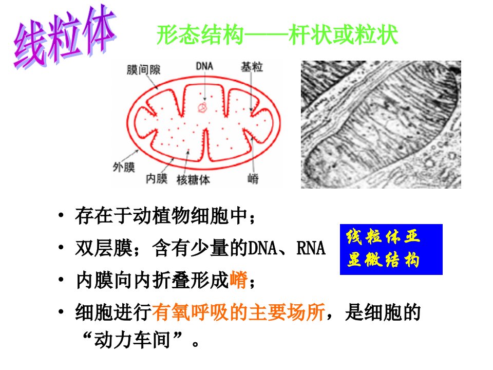 医学专题细胞质和细胞器细胞核