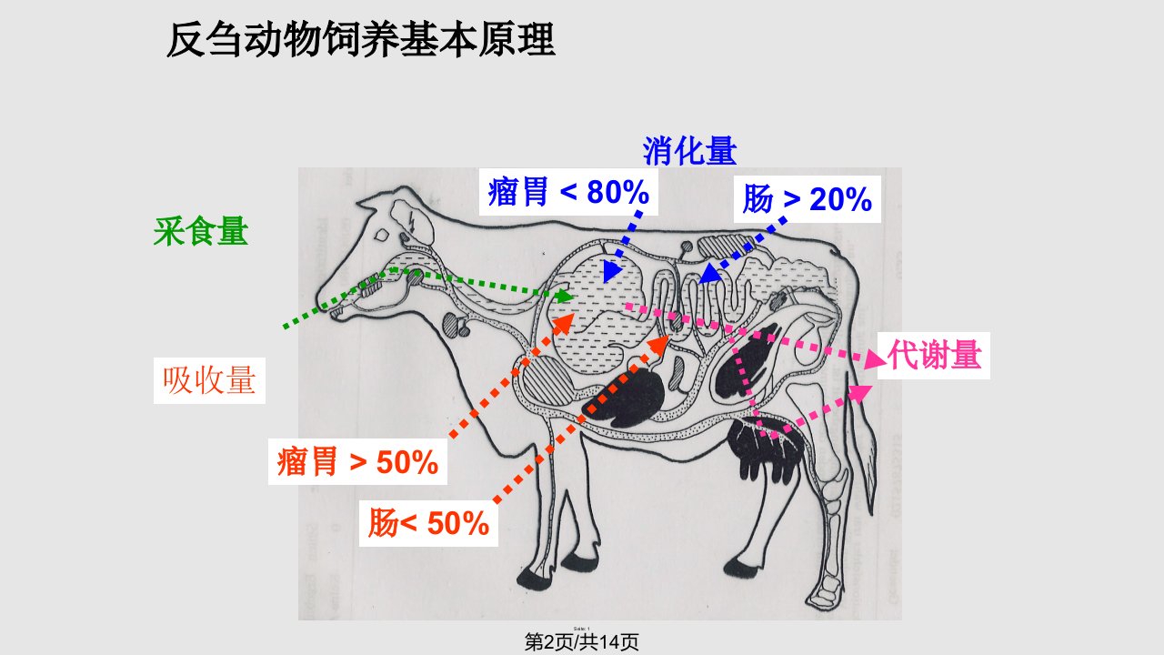 牛的消化理论