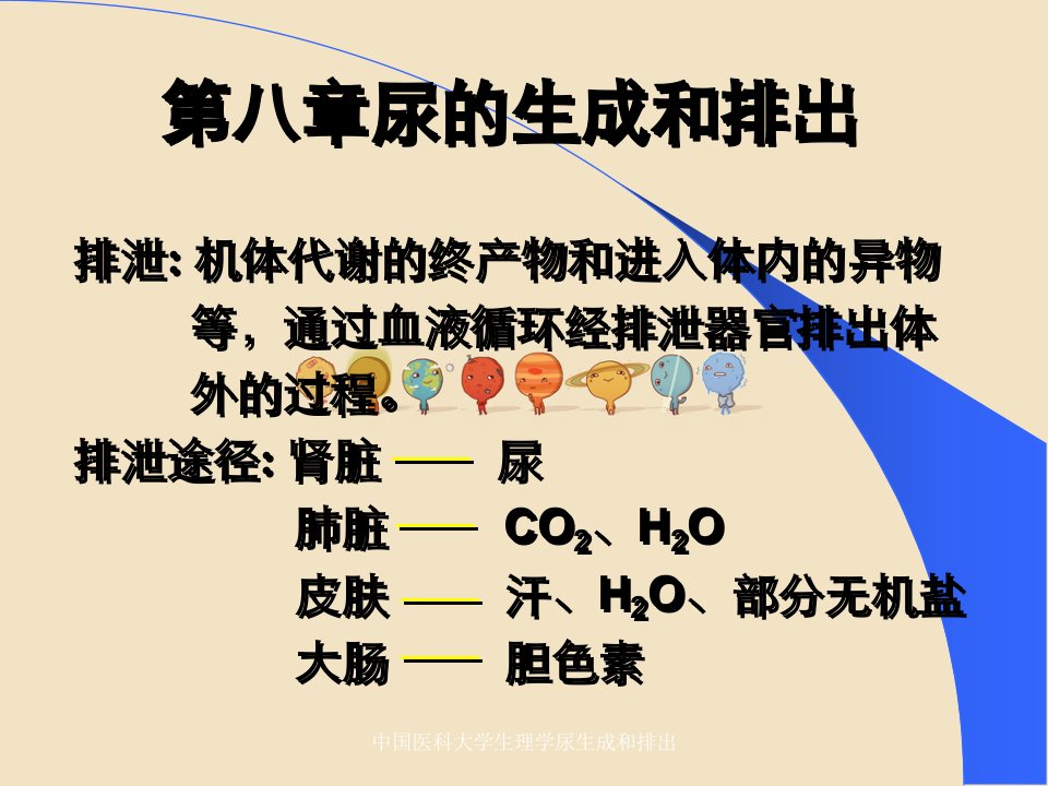 中国医科大学生理学尿生成和排出