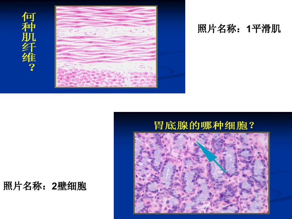 组织学与胚胎学的玻片图