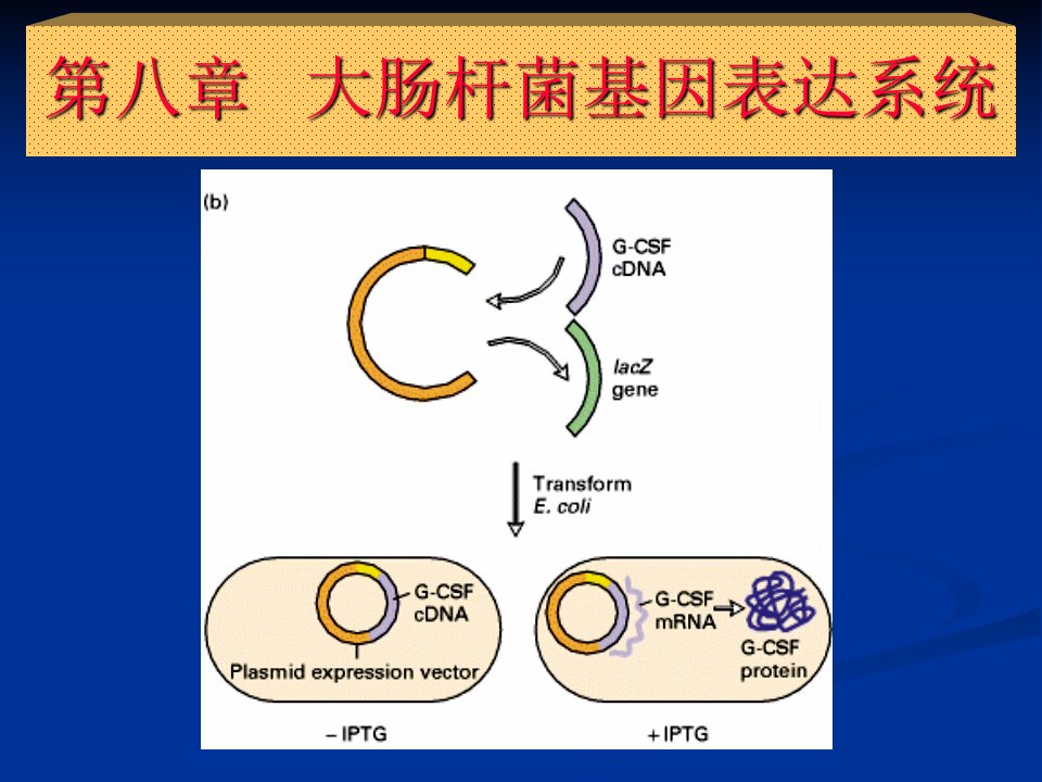 第八章大肠杆菌基因表达系统