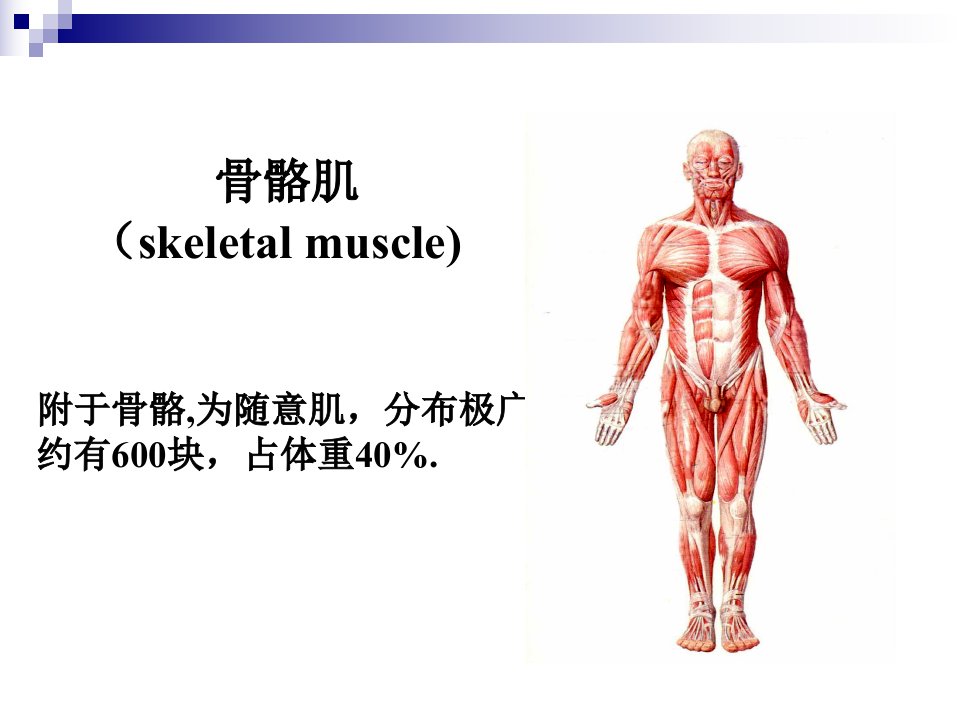 骨骼肌概述课件