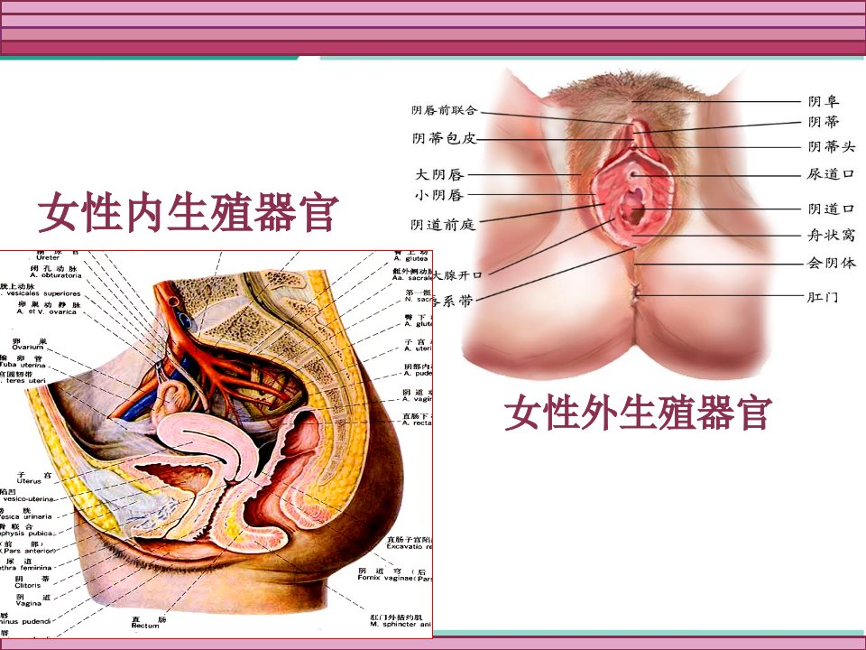 妇科常见症状与体征课件