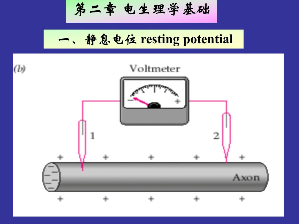 神经生物学电生理学基础