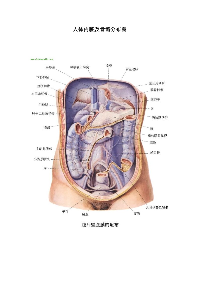 人体内脏及骨骼分布图