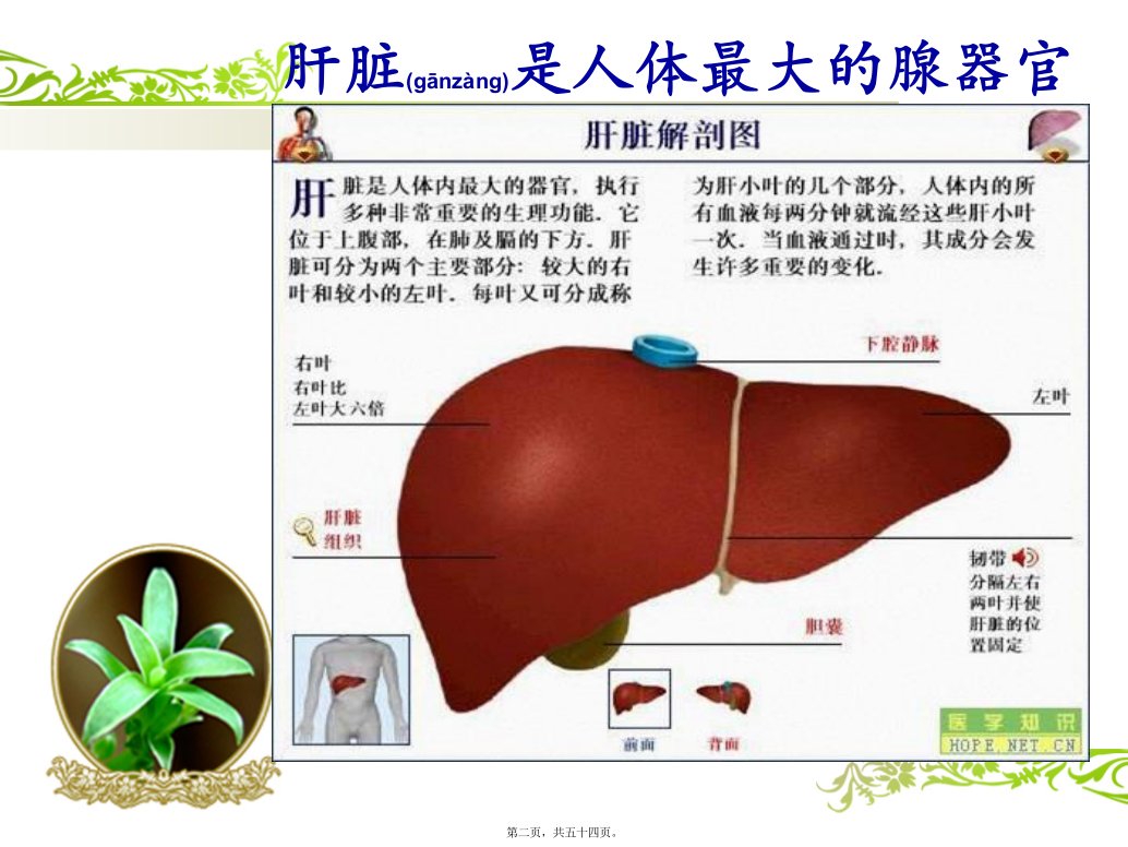 医学专题肝硬化上消化道出血PPT