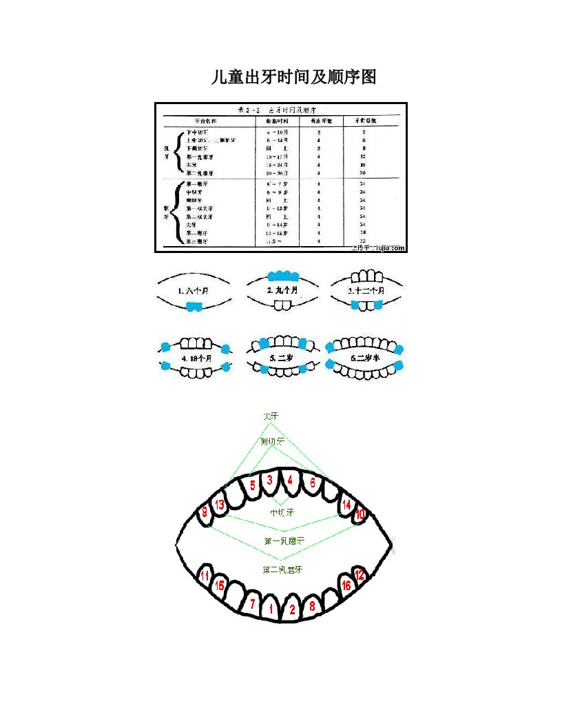 儿童出牙及换牙顺序图