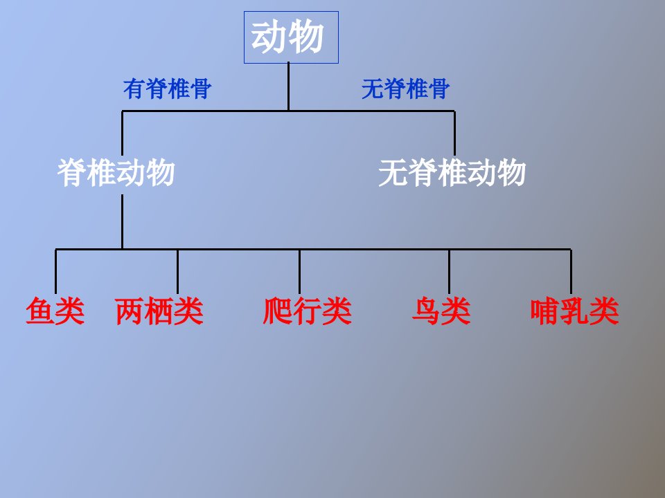 常见的动物第一课时