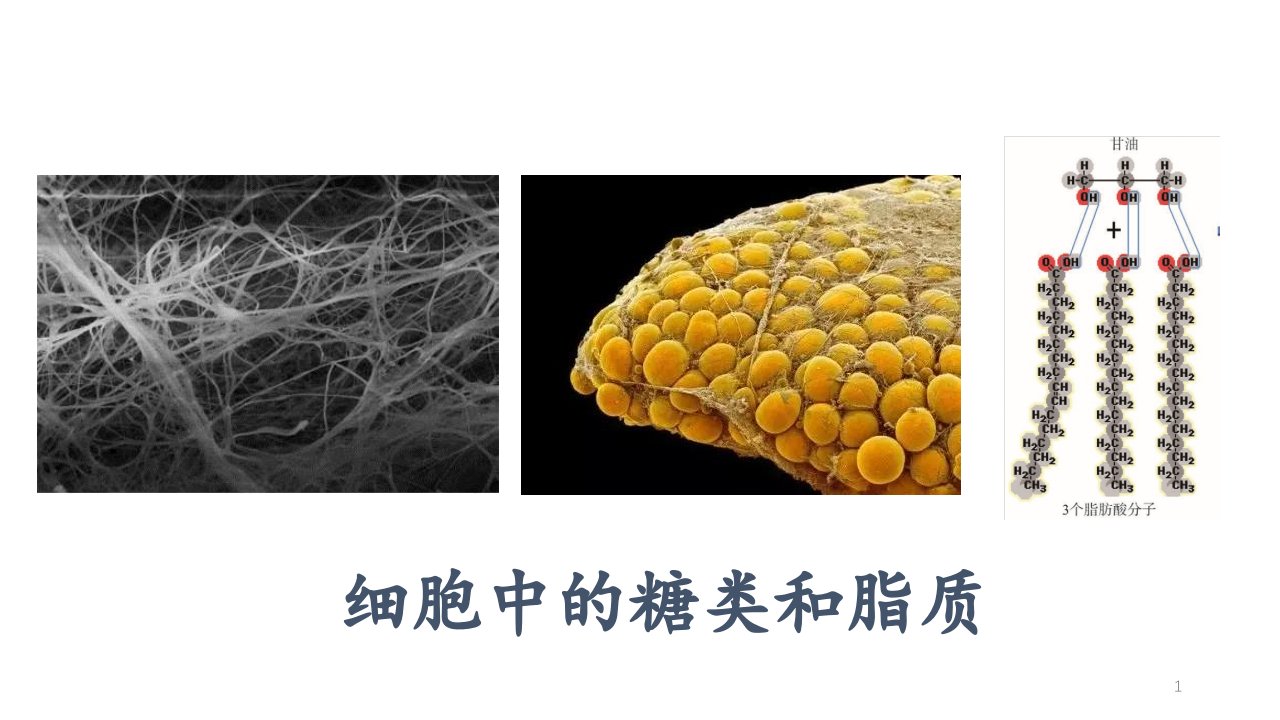 人教版生物必修三2.3.细胞中的糖类和脂质课件