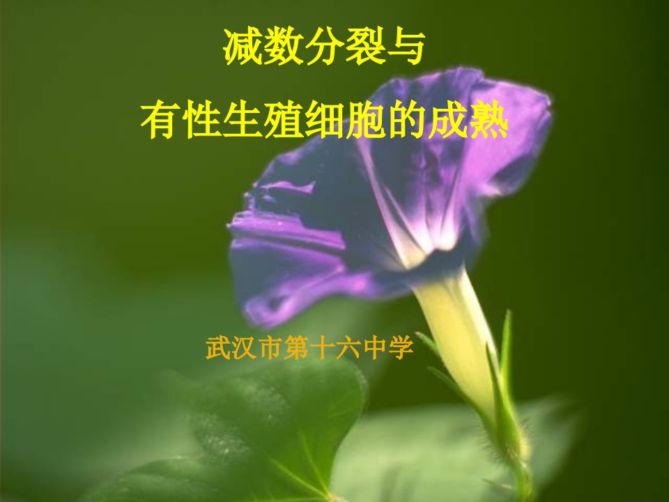 高二生物修改减数分裂