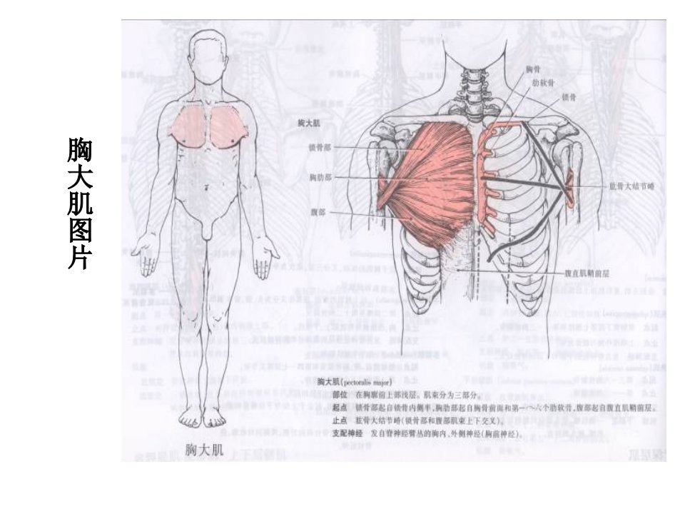 胸大肌图片