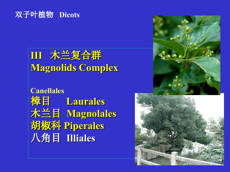 植物系统分类06双子叶植物