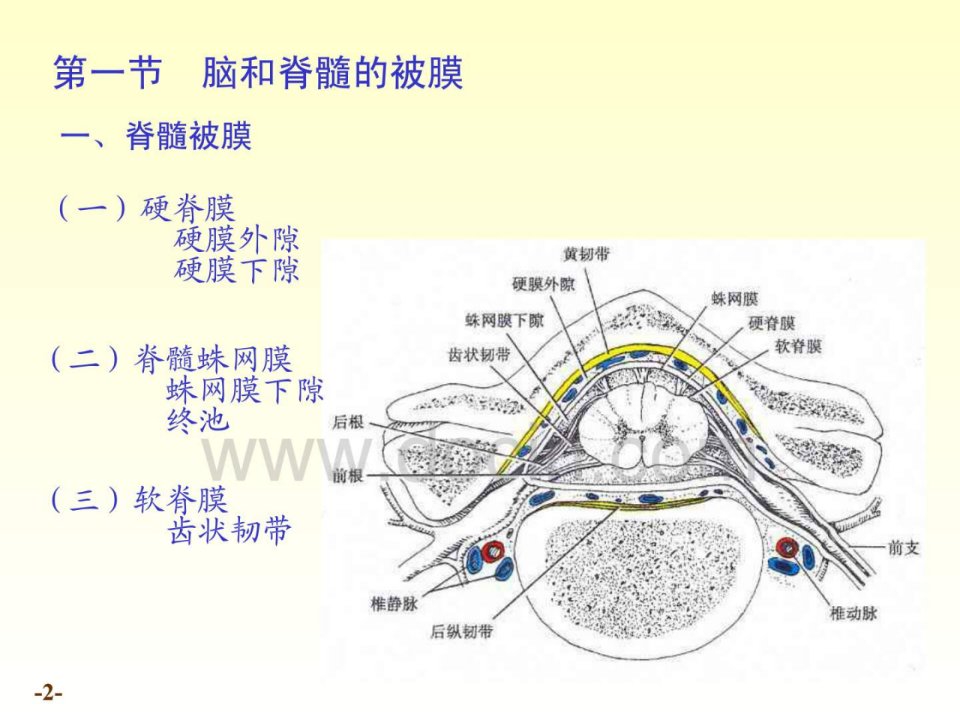 中国医科大基础医学系统解剖学课件第二十章脑和脊髓的被膜血管及脑脊液循环