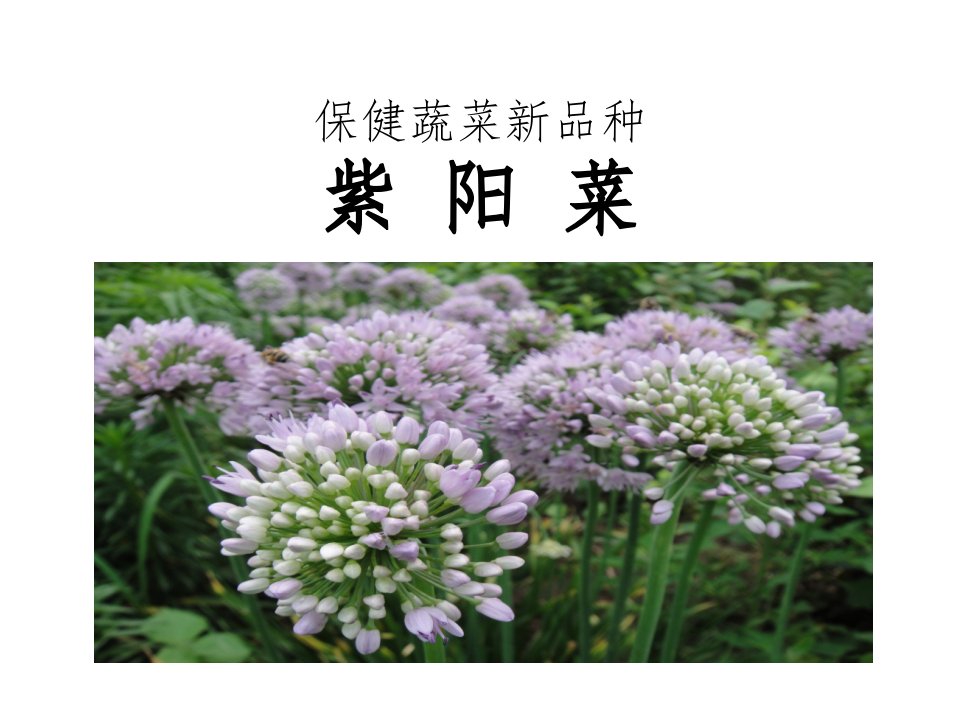 保健蔬菜新品种-紫阳菜