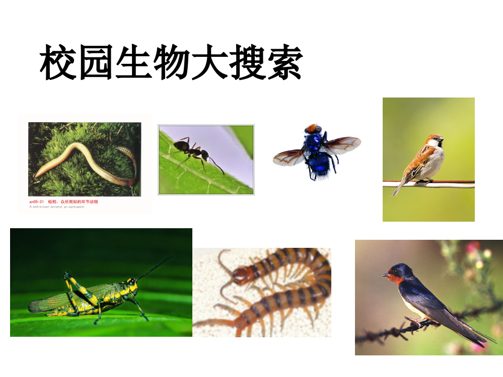 六年级科学上册-生物的多样性１校园生物大搜索