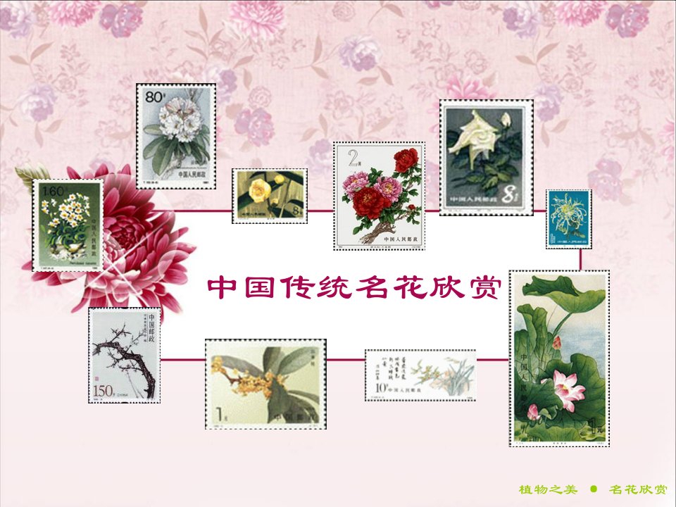 中国传统名花欣赏·兰花精品课程