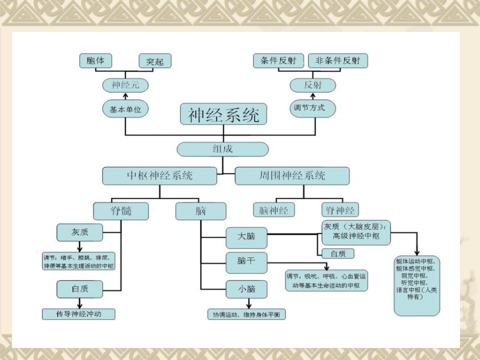 生理学第十章ppt课件