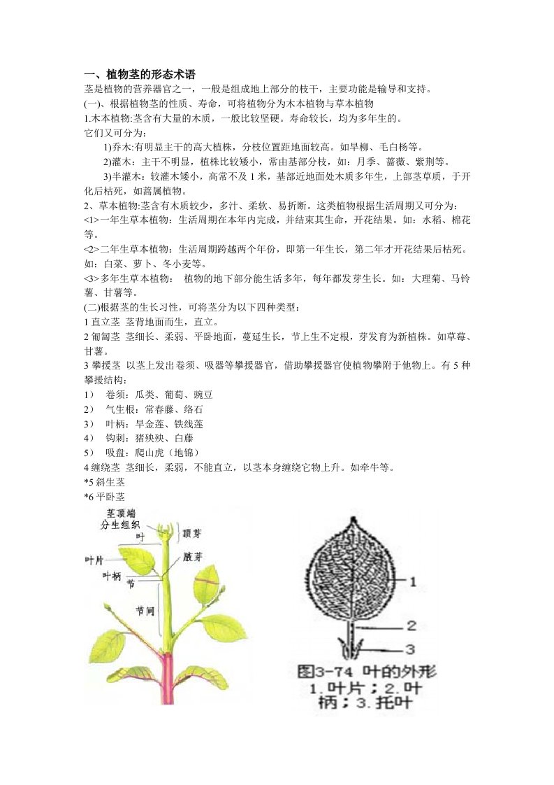 植物学基础知识