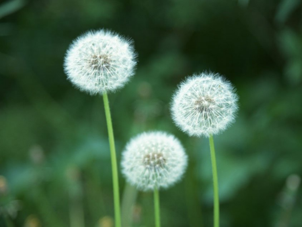 2《金色的草地》课件