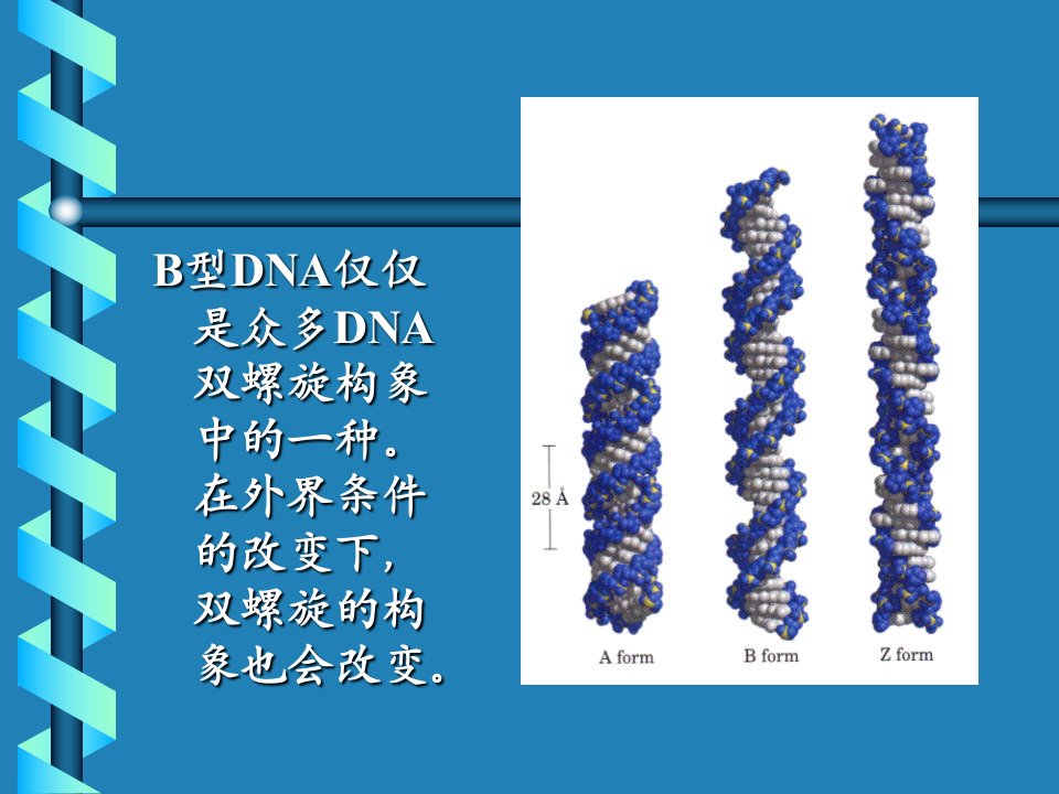 课件)-B型DNA仅仅是众多DNA双螺旋构象中的一种。在外界条