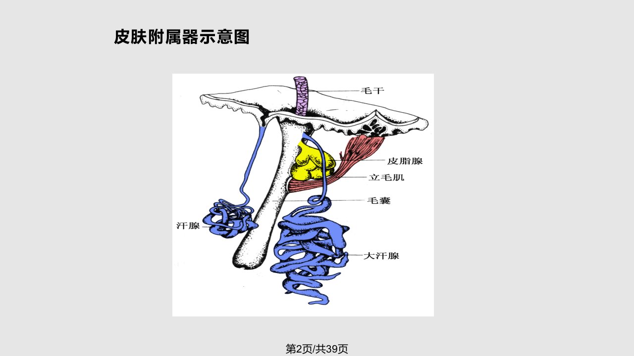 皮肤附属器及疾病