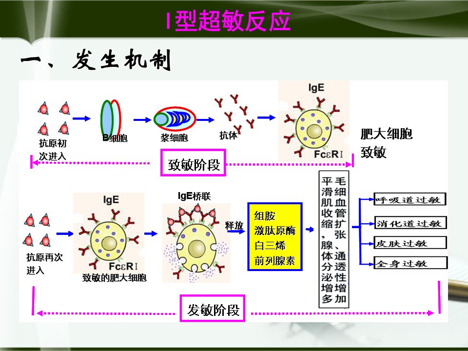 医学免疫学第10讲超敏反应1
